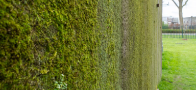 Verrijk steden met de kracht van natuur